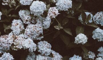¿Por qué Hortensias?